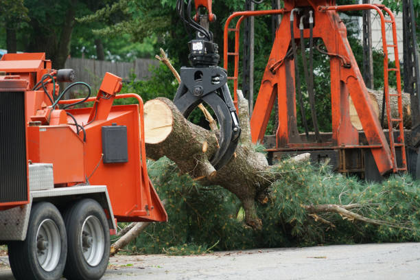 Professional Tree Care  in Baywood Park, CA